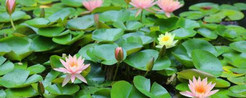 碗莲茎太长怎么挽救（碗莲的茎长得太长了怎么处理）