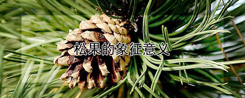 松果的象征意义（松果的象征意义和特点）