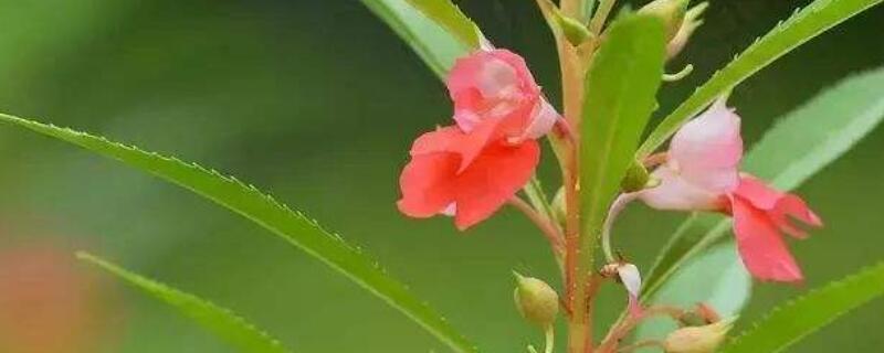 凤仙花掉花苞的原因（凤仙花掉花蕾怎么办）