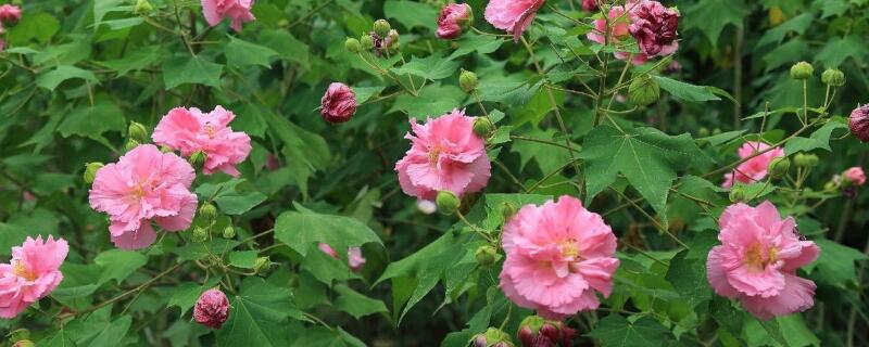 芙蓉花开过了怎么处理（芙蓉花开过了怎么修剪）