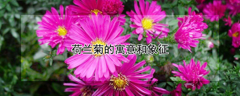 荷兰菊的寓意和象征（荷兰菊养家里吉利吗）