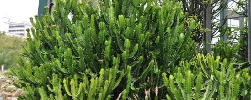 霸王鞭怎样砍头（霸王鞭教程）