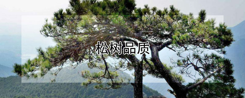 松树品质 松树品质的人