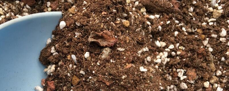 花草营养土的配制方法 花草营养土的制作方法
