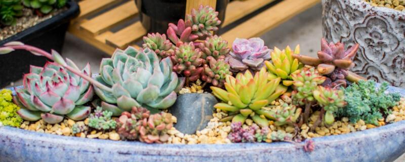 多肉常见病及处理方法（多肉植物常见病及治理办法）