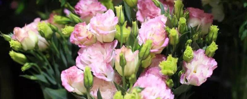 桔梗鲜花的水养方法 桔梗鲜花的水养方法有哪些