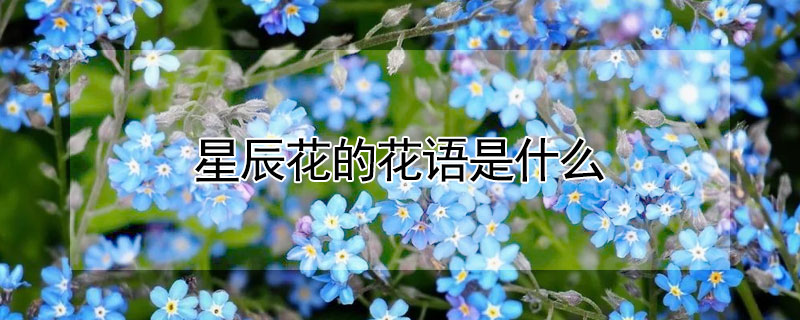 星辰花的花语是什么（星辰花的花语是什么意思）