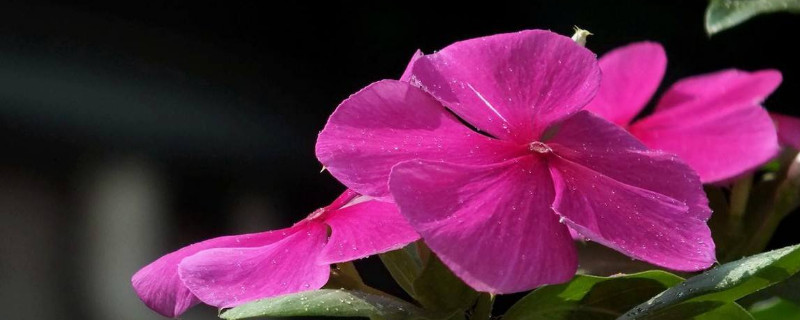 长春花籽怎么保存（长春花籽怎么种植）