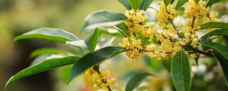 桂花树矮化修剪方法（桂花树矮化修剪方法有哪些）