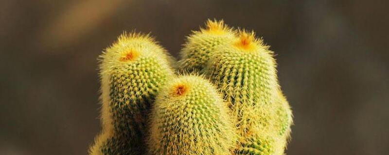 植物金丝猴如何养殖（植物金丝猴如何养殖视频）