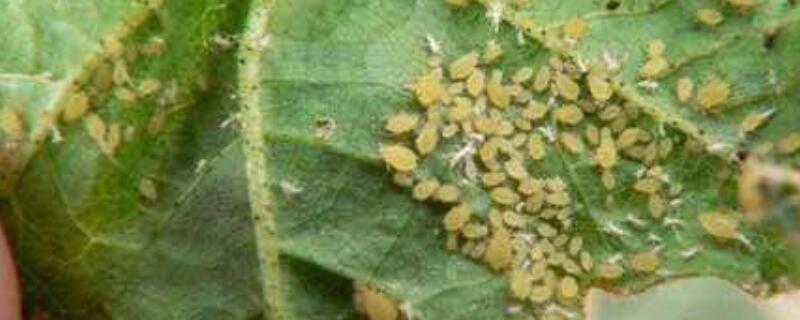 花椒蚜虫用什么药防冶（花椒蚜虫用什么药防冶呢）