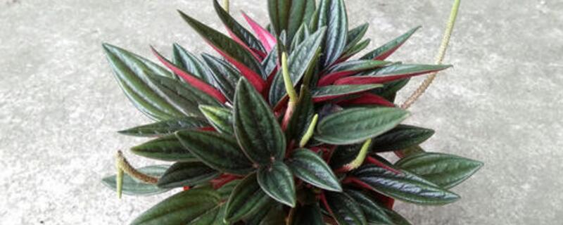 红天使植物如何养护 红天使植物如何养护视频