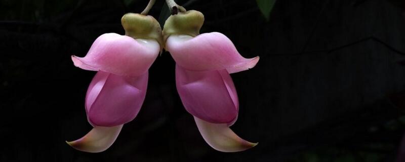 禾雀花怎么养（禾雀花怎么养殖）