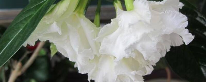 香水茉莉的繁殖方法 香水茉莉种植方法