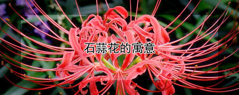 石蒜花的寓意（石蒜花的寓意和象征风水）