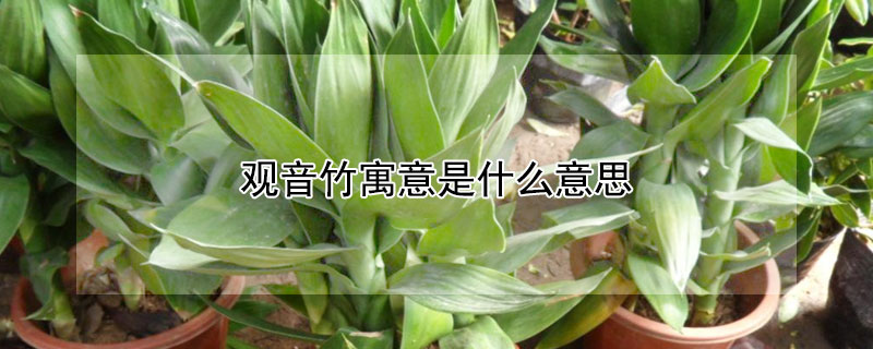 观音竹寓意是什么意思 观音竹寓意是什么意思啊