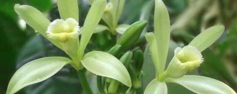 香草种植时间和方法 香草种植时间和方法图片