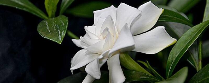 芝芝花怎样养 芝芝花怎样栽培