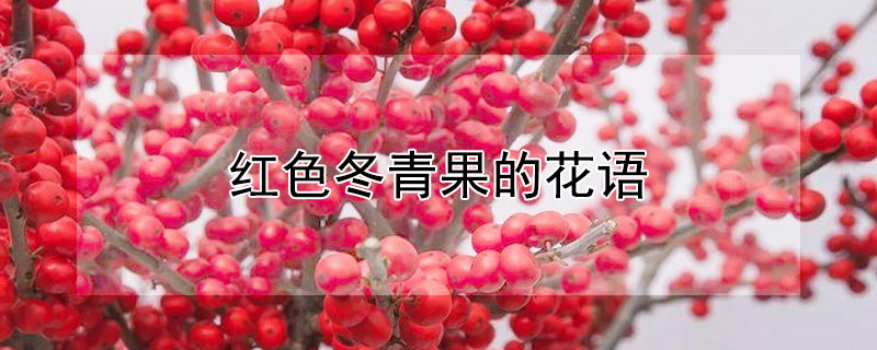 红色冬青果的花语（红色冬青果寓意）