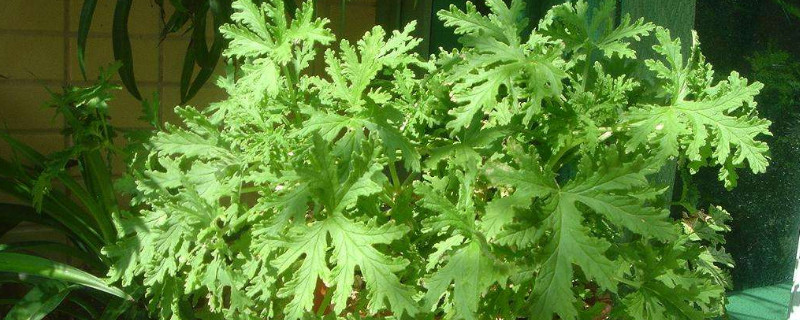 驱蚊草叶子发黄枯萎 驱蚊草叶子干枯怎么办