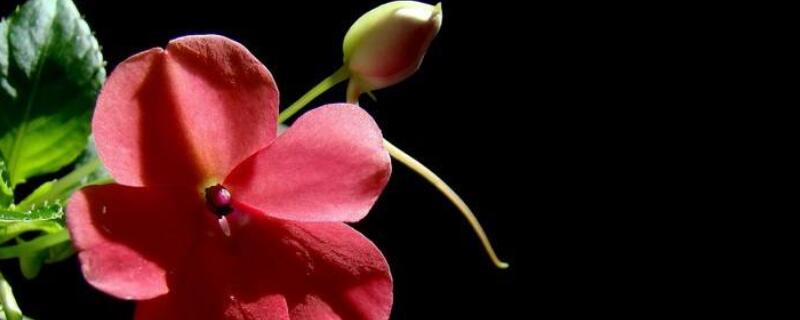 水梅花掉花苞咋回事（水梅掉花苞是怎么回事）
