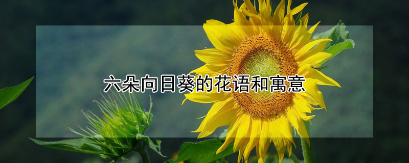 六朵向日葵的花语和寓意 6支向日葵的花语和寓意