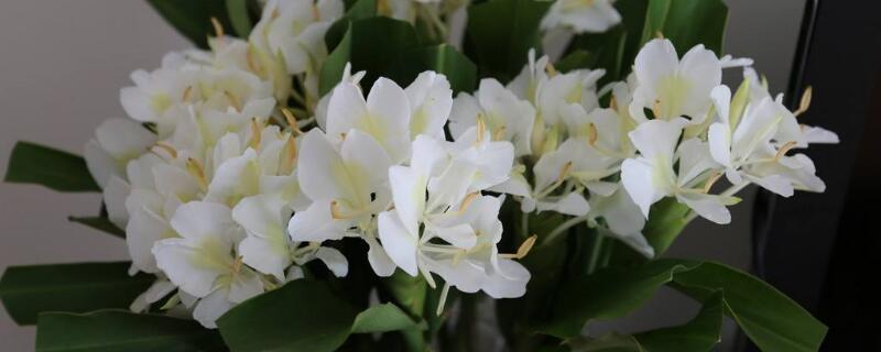 姜花怎么水培种植 姜花怎样放水里怎么养