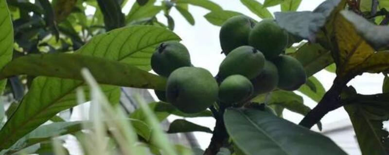 琵琶子种植（琵琶树种子种植视频）