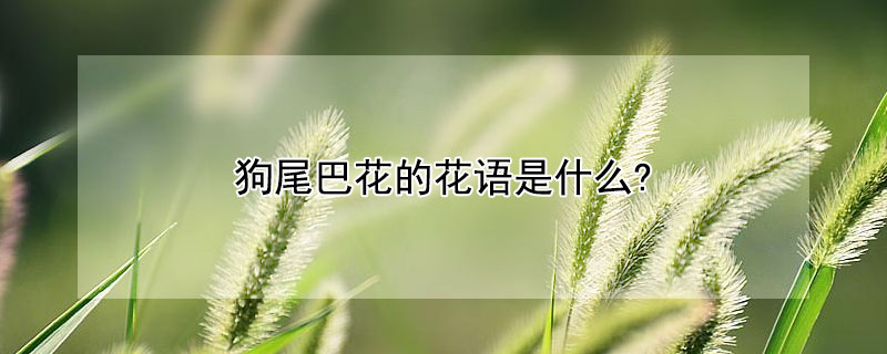 狗尾巴花的花语是什么?（狗尾巴花的花语是什么意思）