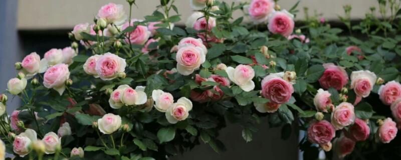 龙沙宝石怎么养（龙沙宝石怎么养才能开花）