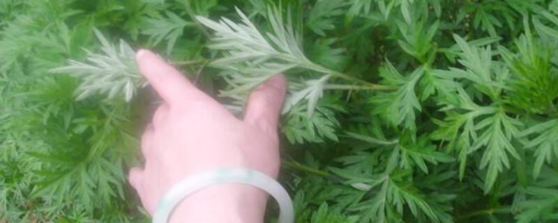 蒿子有几种 蒿子有几种图片