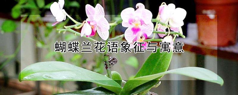蝴蝶兰花语象征与寓意（蝴蝶兰花语象征与寓意图片）