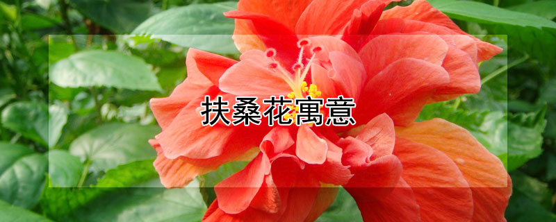 扶桑花寓意 扶桑花寓意及花语