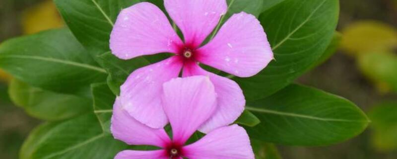 长春花籽怎么种（长春花籽种上多长时间开花）