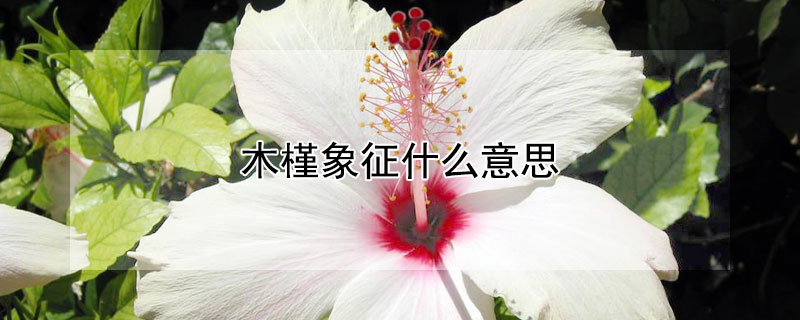 木槿象征什么意思 木槿象征什么意思和寓意