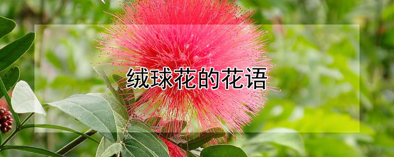 绒球花的花语（绒球花的花语及寓意）