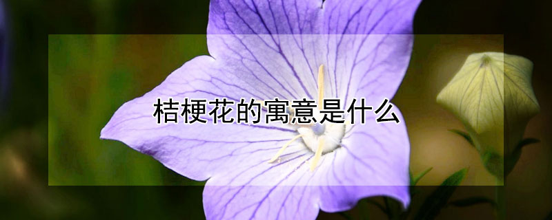 桔梗花的寓意是什么（洋桔梗的花语及寓意）
