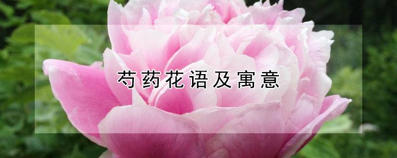 芍药花语及寓意 芍药花语及寓意是什么