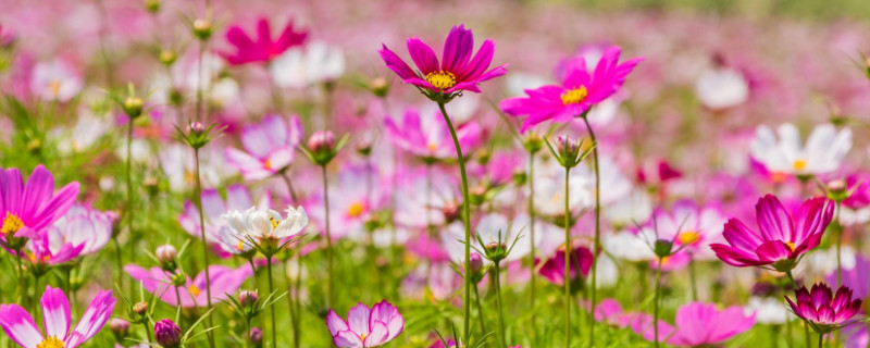 格桑花蔫了怎么办 格桑花花苗枯萎的原因