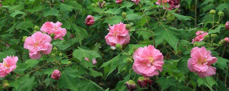 三醉芙蓉怎么养（三醉芙蓉的繁殖方法）