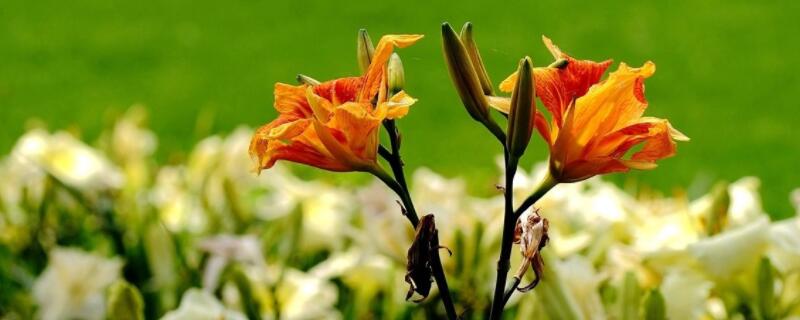 怎么养殖宣草花（宣草花介绍）