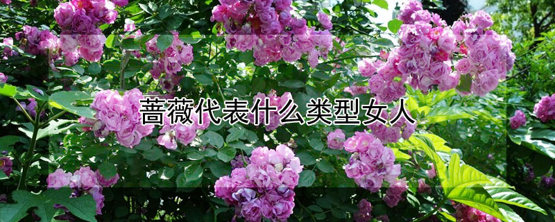 蔷薇代表什么类型女人（蔷薇花代表什么样的女人）