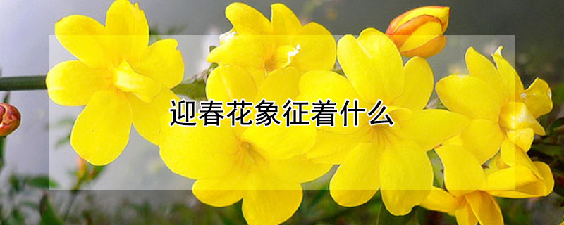 迎春花象征着什么（迎春花象征着什么人）