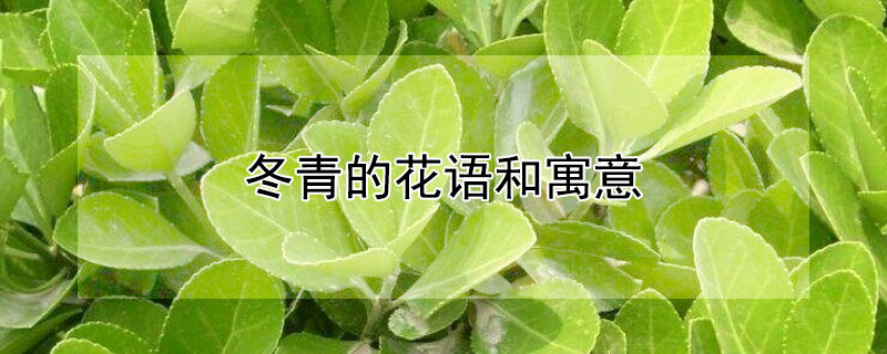 冬青的花语和寓意（冬青的花语和寓意是什么）