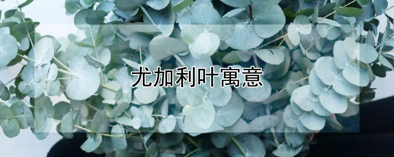 尤加利叶寓意 尤加利叶寓意是什么