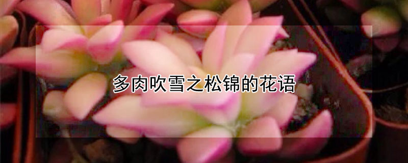 多肉吹雪之松锦的花语 多肉吹雪之松锦的繁殖方法