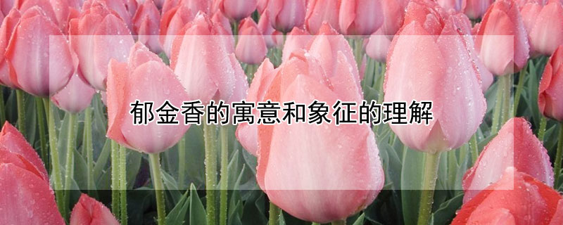 郁金香的寓意和象征的理解（郁金香文案短句干净）