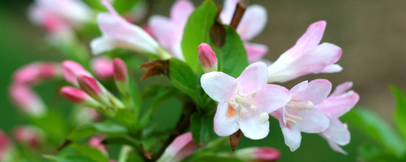 锦带花怎么扦插（锦带花一年开几次花）
