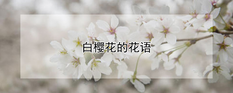 白樱花的花语（白樱花的花语是什么象征）
