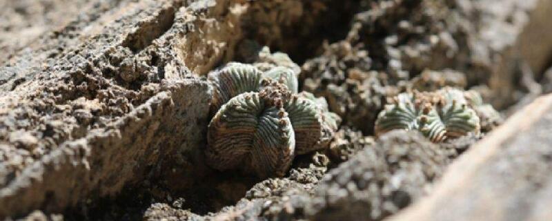 五星花笼的养殖方法（五星花笼的养殖方法视频）